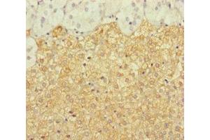Immunohistochemistry of paraffin-embedded human adrenal gland tissue using ABIN7150168 at dilution of 1:100 (ERCC1 anticorps  (AA 1-323))