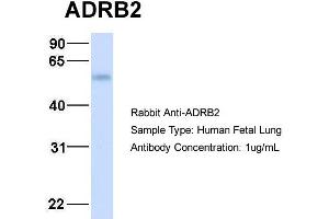 Host:  Rabbit  Target Name:  ADRB2  Sample Type:  Human Fetal Lung  Antibody Dilution:  1. (beta 2 Adrenergic Receptor anticorps  (Middle Region))