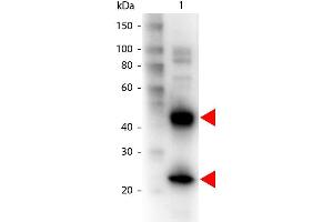 Western Blot of Biotin conjugated Goat anti-Armenian Hamster IgG antibody. (Chèvre anti-Hamster arménien IgG (Heavy & Light Chain) Anticorps (Biotin) - Preadsorbed)