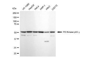 Western blotting analysis using PI3 Kinase p55 gamma antibody (ABIN7799792).