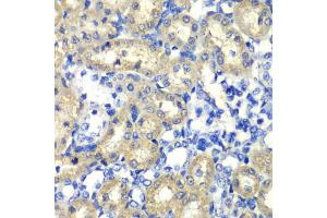 Immunohistochemistry of paraffin-embedded rat kidney using ABAT antibody (ABIN1876487) at dilution of 1:100 (40x lens). (ABAT anticorps)