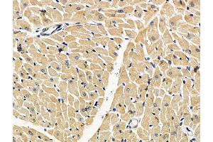 ABIN7096706 and ABIN7100771 at 1/100 staining rat heart tissue by IHC-P. (Enkephalin anticorps)