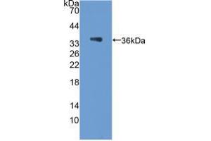 Western blot analysis of recombinant Rat PCX. (PODXL anticorps  (AA 153-386))