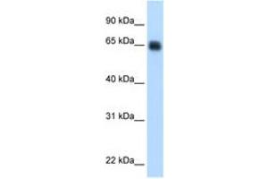 Image no. 1 for anti-Kininogen 1 (KNG1) (AA 251-300) antibody (ABIN6749733) (KNG1 anticorps  (AA 251-300))