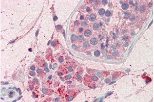 ABIN1590101 (5µg/ml) staining of paraffin embedded Human Testis.