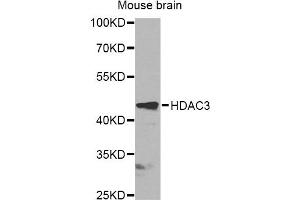 Western blot analysis of extracts of mouse brain, using HDAC3 antibody (ABIN6290462) at 1:1000 dilution. (HDAC3 anticorps)