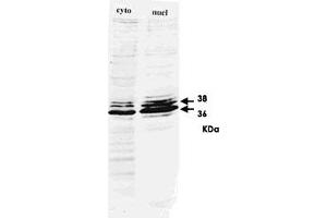 Western blot for HNRNPA2B1 monoclonal antibody, clone DP3B3  on HeLa cell extract. (HNRNPA2B1 anticorps)