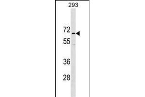 CCD Antibody (N-term) (ABIN1539118 and ABIN2849833) western blot analysis in 293 cell line lysates (35 μg/lane). (CCDC151 anticorps  (N-Term))