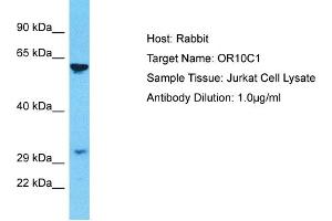 Host: Rabbit Target Name: OR10C1 Sample Type: Jurkat Whole Cell lysates Antibody Dilution: 1. (OR10C1 anticorps  (C-Term))