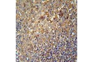 Immunohistochemical staining of formalin-fixed and paraffin-embedded human tonsil tissue reacted with SERPINA9 monoclonal antibody  at 1:50-1:100 dilution. (SERPINA9 anticorps  (AA 158-186))