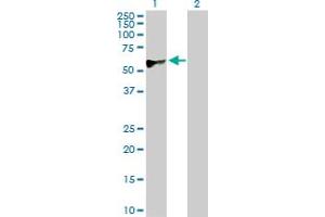 Western Blot analysis of CREB3 expression in transfected 293T cell line by CREB3 MaxPab polyclonal antibody. (CREB3 anticorps  (AA 1-371))