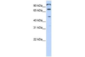 C10ORF38 antibody used at 1 ug/ml to detect target protein. (FAM171A1 anticorps  (Middle Region))