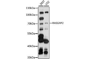 Western blot analysis of extracts of various cell lines, using RASGRP2 antibody (ABIN6293518) at 1:1000 dilution.