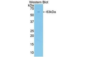 Western Blotting (WB) image for anti-Sulfatase 2 (SULF2) (AA 337-649) antibody (ABIN1860662) (SULF2 anticorps  (AA 337-649))