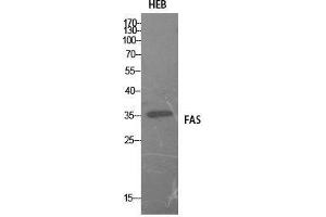 Western Blot (WB) analysis of HEB cells using FAS Polyclonal Antibody. (FAS anticorps  (Internal Region))