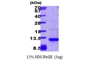 SDS-PAGE (SDS) image for Chemokine (C-C Motif) Ligand 26 (CCL26) (AA 24-94) protein (ABIN666657) (CCL26 Protein (AA 24-94))