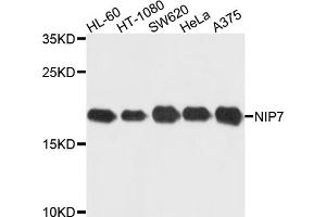 Western blot analysis of extracts of various cell lines, using NIP7 antibody (ABIN5972719) at 1/1000 dilution. (NIP7 anticorps)