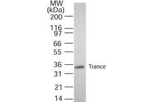 Image no. 1 for anti-Tumor Necrosis Factor (Ligand) Superfamily, Member 11 (TNFSF11) (AA 1-317) antibody (ABIN199969)