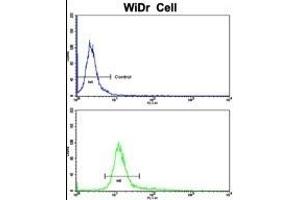 Flow cytometric analysis of WiDr cells using CTDP1 Antibody (N-term)(bottom histogram) compared to a negative control cell (top histogram). (CTDP1 anticorps  (N-Term))