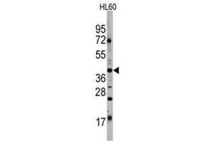 Image no. 1 for anti-POU Class 5 Homeobox 1 (POU5F1) antibody (ABIN357429) (OCT4 anticorps)