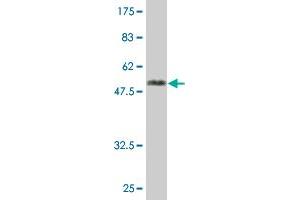 Western Blot detection against Immunogen (54.