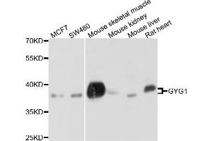 Western blot analysis of extracts of various cell lines, using GYG1 antibody (ABIN4903856) at 1:1000 dilution. (Glycogenin 1 anticorps)