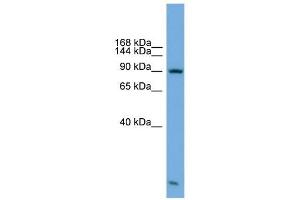 KIFAP3 antibody used at 1 ug/ml to detect target protein. (KIFAP3 anticorps  (Middle Region))