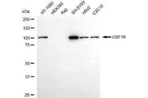 Western blotting analysis using CSF1R antibody (ABIN7798132).