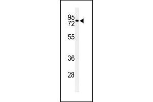 Western blot analysis of CIRH1A Antibody (N-term) (ABIN653909 and ABIN2843146) in Neuro-2a cell line lysates (35 μg/lane). (CIRH1A anticorps  (N-Term))