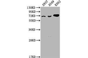 Western Blot Positive WB detected in: 293T whole cell lysate, A549 whole cell lysate, K562 whole cell lysate All lanes: ATAD3A antibody at 1:2000 Secondary Goat polyclonal to rabbit IgG at 1/50000 dilution Predicted band size: 72, 67, 58 kDa Observed band size: 72 kDa (ATAD3A anticorps  (AA 2-240))