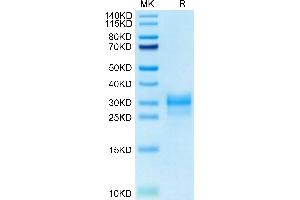 Interleukin 1 alpha (IL1A) (AA 113-271) protein (His tag)