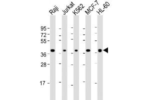 All lanes : Anti-SELL Antibody (C-term) at 1:2000 dilution Lane 1: Raji whole cell lysate Lane 2: Jurkat whole cell lysate Lane 3: K562 whole cell lysate Lane 4: MCF-7 whole cell lysate Lane 5: HL-60 whole cell lysate Lysates/proteins at 20 μg per lane.