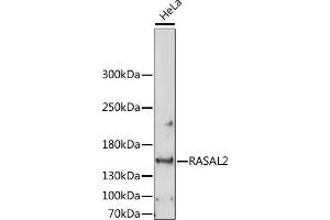 Western blot analysis of extracts of HeLa cells, using R antibody (ABIN7269874) at 1:1000 dilution.