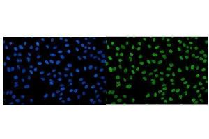 IF analysis of IGF2-AS using anti-IGF2-AS antibody (ABIN7599024). (IGF2AS anticorps  (AA 1-168))