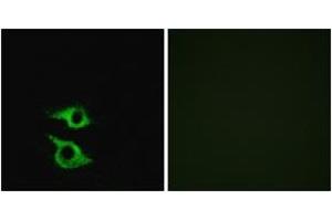 Immunofluorescence (IF) image for anti-Olfactory Receptor, Family 5, Subfamily AP, Member 2 (OR5AP2) (AA 267-316) antibody (ABIN2890945) (OR5AP2 anticorps  (AA 267-316))