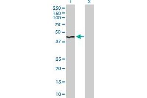 Western Blot analysis of INPP1 expression in transfected 293T cell line by INPP1 MaxPab polyclonal antibody. (INPP1 anticorps  (AA 1-399))