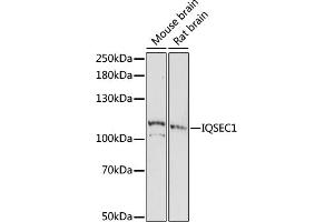 Western blot analysis of extracts of various cell lines, using IQSEC1 antibody (ABIN7268018) at 1:1000 dilution. (IQSEC1 anticorps  (AA 180-380))
