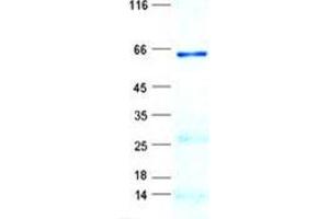 Validation with Western Blot