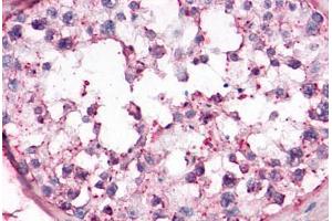 Anti-OR10R2 antibody  ABIN1049175 IHC staining of human testis, seminiferous epithelium.