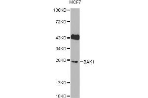 Western blot analysis of extracts of MCF7 cells, using BAK1 Antibody (ABIN6291815). (BAK1 anticorps)