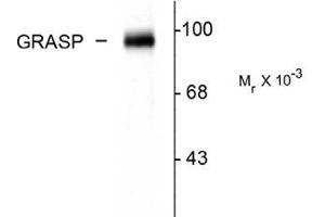 Image no. 1 for anti-GRP1 (General Receptor For phosphoinositides 1)-Associated Scaffold Protein (GRASP) (C-Term) antibody (ABIN303956) (Tamalin/GRASP anticorps  (C-Term))