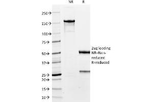 SDS-PAGE Analysis Purified TTF-1 Mouse Monoclonal Antibody (8G7G3/1). (NKX2-1 anticorps)