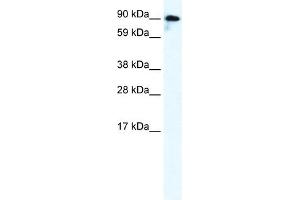 WB Suggested Anti-GRIK2 Antibody Titration:  0. (GRIK2 anticorps  (C-Term))