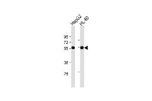 Western Blot at 1:1000 dilution Lane 1: HepG2 whole cell lysate Lane 2: HL-60 whole cell lysate Lysates/proteins at 20 ug per lane.