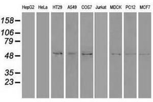 Image no. 2 for anti-Sonic Hedgehog (SHH) (AA 24-197) antibody (ABIN1491248) (Sonic Hedgehog anticorps  (AA 24-197))