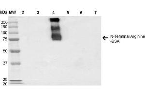 Western Blot analysis of N-terminal Arginine-BSA showing detection of 67 kDa N-terminal Arginylation protein using Mouse Anti-N-terminal Arginylation Monoclonal Antibody, Clone 4A9 . (Arginylation (N-Term) anticorps (Atto 594))