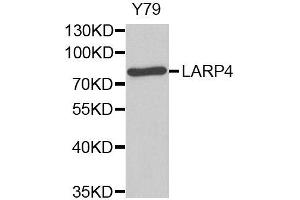 Western Blotting (WB) image for anti-La Ribonucleoprotein Domain Family, Member 4 (LARP4) antibody (ABIN1876329) (LARP4 anticorps)
