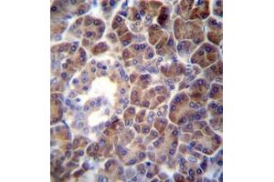 Formalin fixed and paraffin embedded human pancreas tissue reacted with PTDSS2 Antibody (N-term) followed by peroxidase conjugation of the secondary antibody and DAB staining.