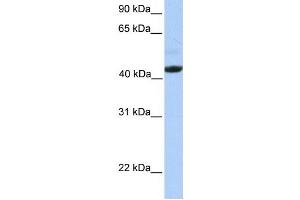 Western Blotting (WB) image for anti-Ectodysplasin A Receptor (EDAR) antibody (ABIN2459324) (EDAR anticorps)