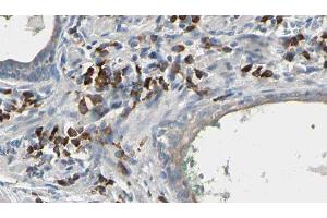 ABIN6277241 at 1/100 staining Human prostate tissue by IHC-P. (HNMT anticorps  (Internal Region))